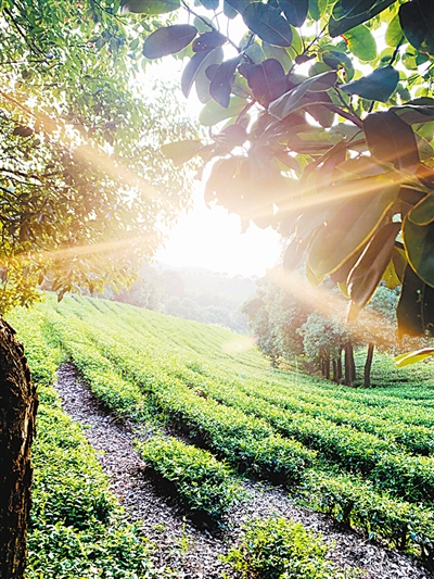 陽羨故里茶色青 陽羨故里茶色青