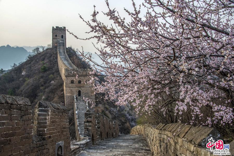 十萬野杏花雲漫金山嶺 隱藏在北京邊的世外桃源
