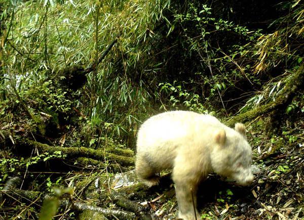 四川發現首只白色大熊貓，野外還藏著多少“國寶”？