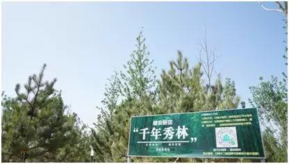 習近平繪出“天藍山綠水清”的江山麗景圖