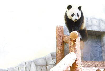莫斯科動物園熊貓館第一天對公眾開放—— “大熊貓是俄中兩國人民友誼的見證”