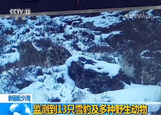 新疆沙灣：監測到13隻雪豹及多種野生動物