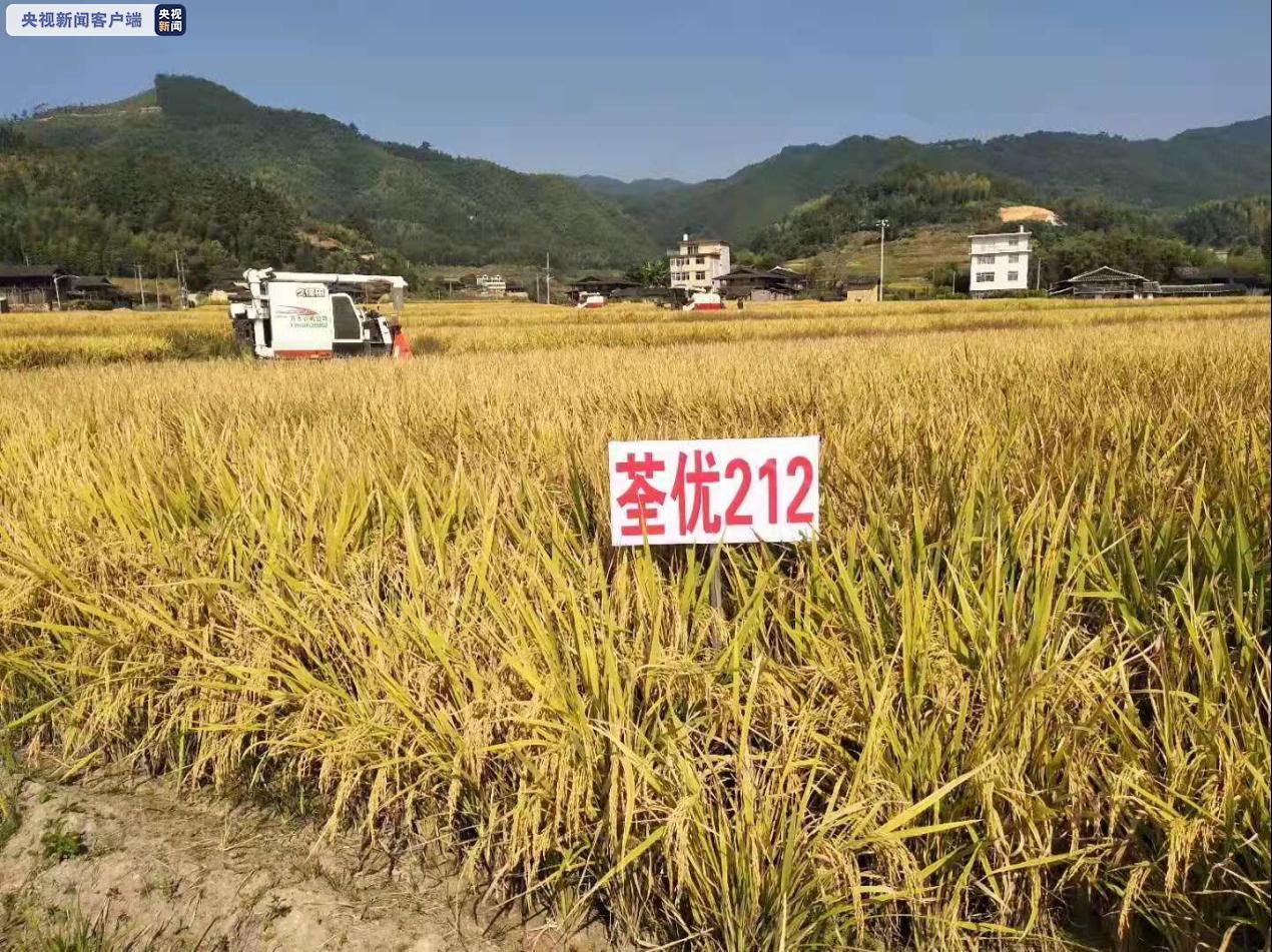 “上新”啦！福建再添一超級水稻新品種