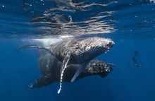 攝影師印度洋水下冒險拍攝座頭鯨英姿