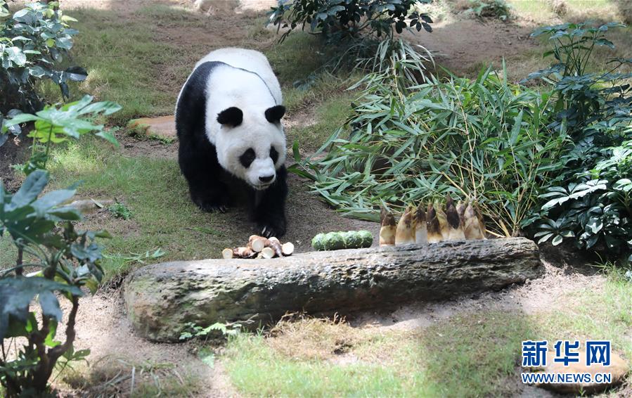 香港大熊貓，是否依然安好？