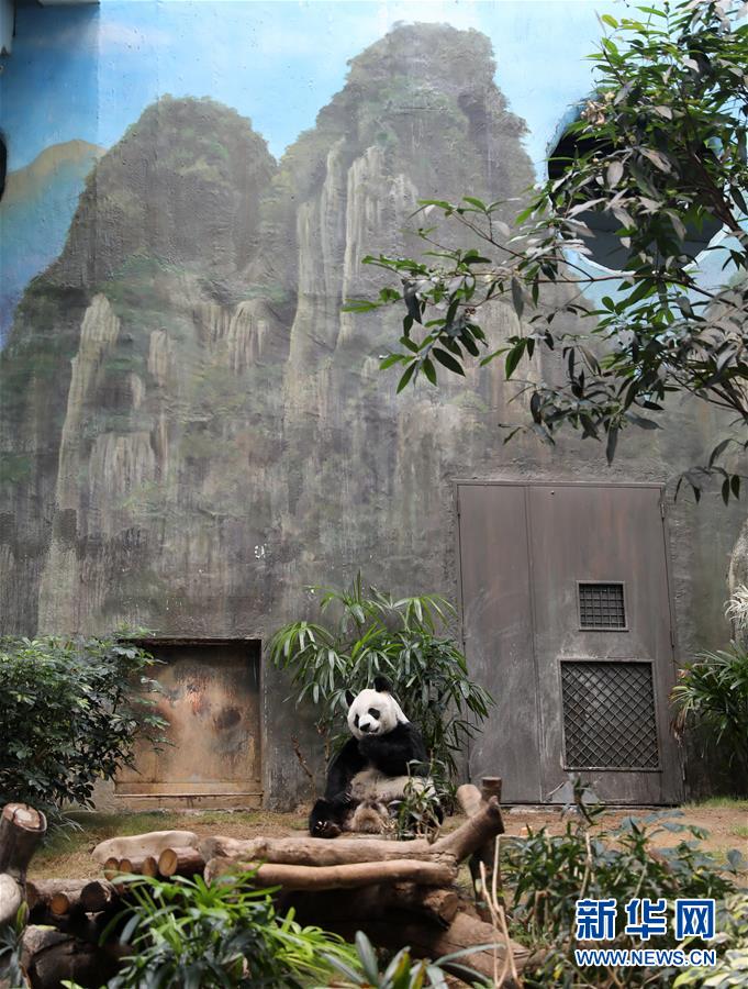 香港大熊貓，是否依然安好？