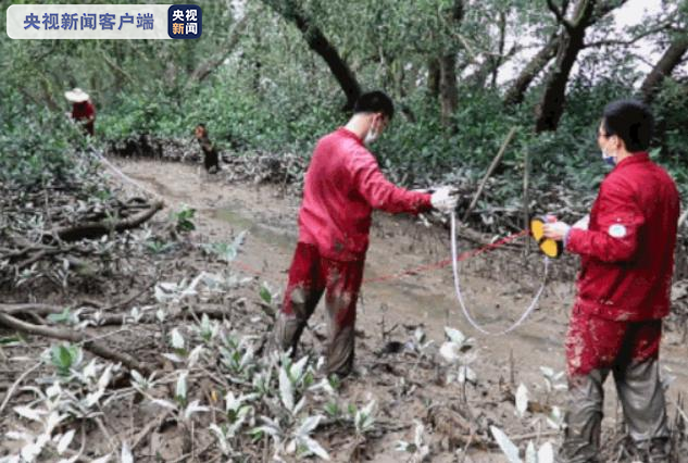 保護紅樹林 “南海人”一直在行動