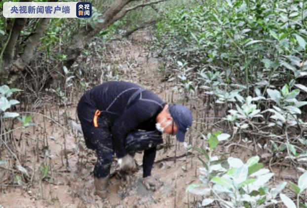 保護紅樹林 “南海人”一直在行動