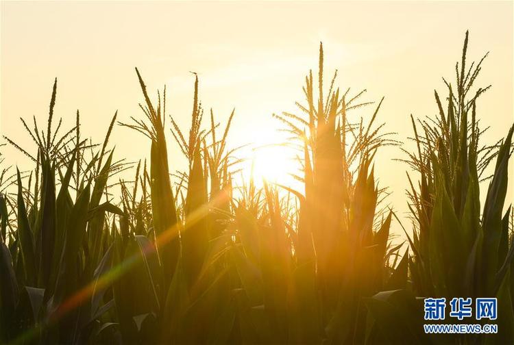 食為政首——穩住農業基本盤增添發展底氣