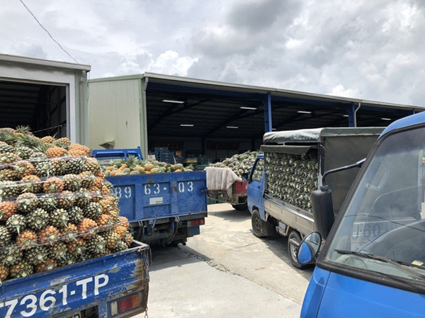 島內菠蘿滯銷卻仍在進口 蔡當局遭批沒規劃
