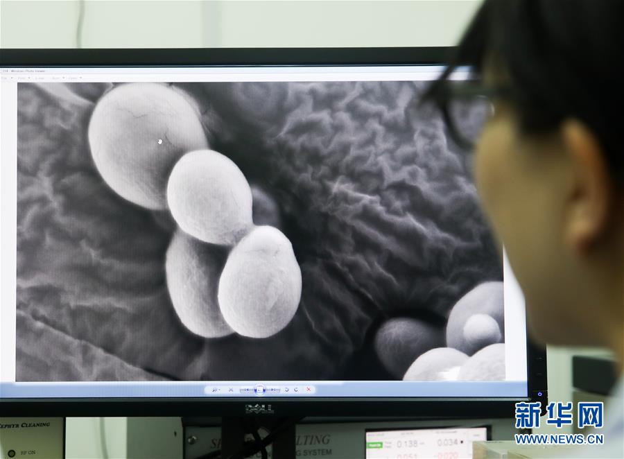 中國“創造”世界首例單條染色體真核細胞