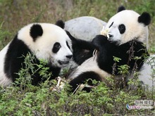 【掌上蜀SHOW 】一大群熊貓向你跑來超治愈