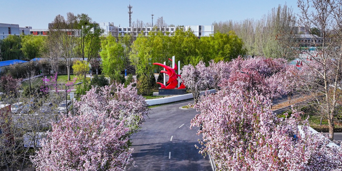 燕京理工學院校花海棠和揚帆廣場_fororder_燕京理工學院校花海棠和揚帆廣場