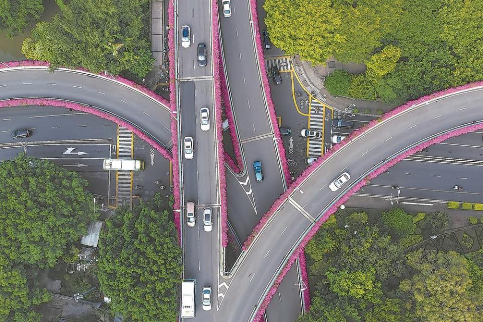 福州：三角梅綻放扮靚立交橋