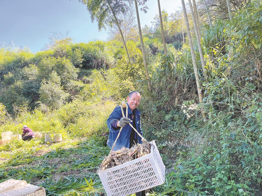 泉州德化桂陽鄉：千畝姜田迎豐收