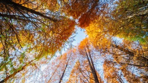 江西金溪：公園紅杉醉人心