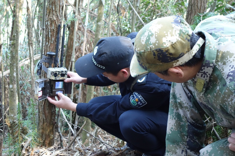 綠動江西 “武”動山青 武夷山國家公園（江西片區）生態保護奏新章
