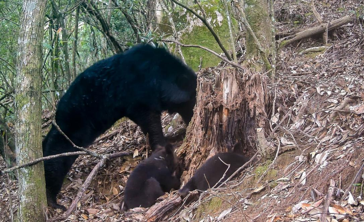 綠動江西 “武”動山青 武夷山國家公園（江西片區）生態保護奏新章