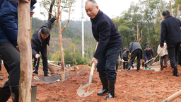 銅鼓縣開展新春義務植樹活動