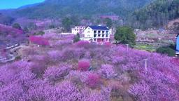 江西宜春明月山：雨後櫻花海 每一秒都美到窒息_截圖
