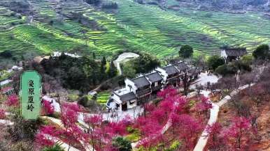 春日篁嶺 花的盛宴_截圖