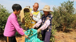 加速推進三産融合 交出亮眼成績單 江西油茶面積産能産值穩居全國第二