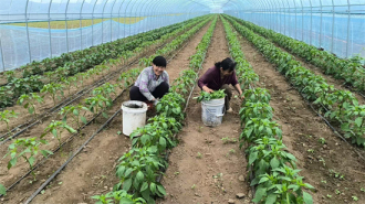 遼寧錦州：電力幫扶助力鄉村辣椒産業紅火