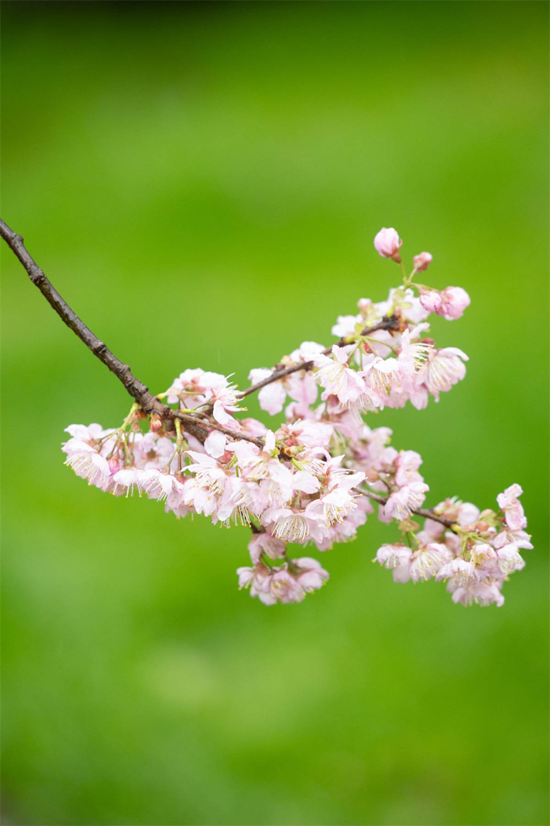 中國櫻花集體亮相 武漢東湖櫻園正式開園
