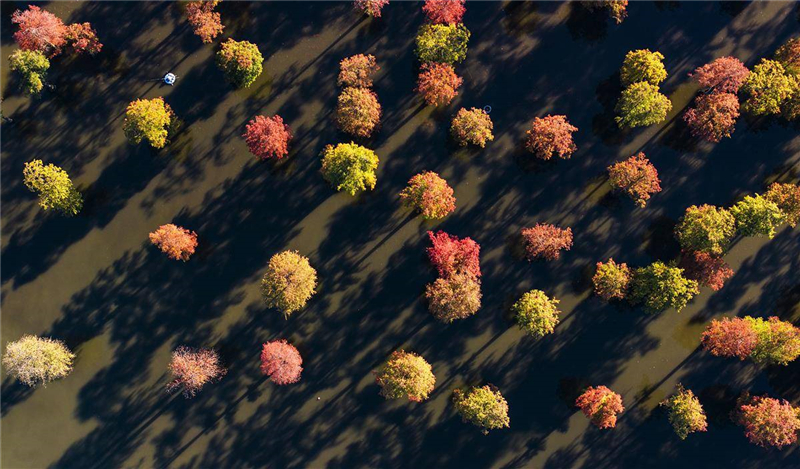 武漢漲渡湖濕地公園池杉林:“水上森林”冬景美如畫