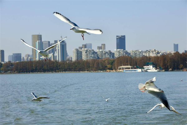 武漢東湖觀鷗熱度增長超100% 帶動冬季文旅消費