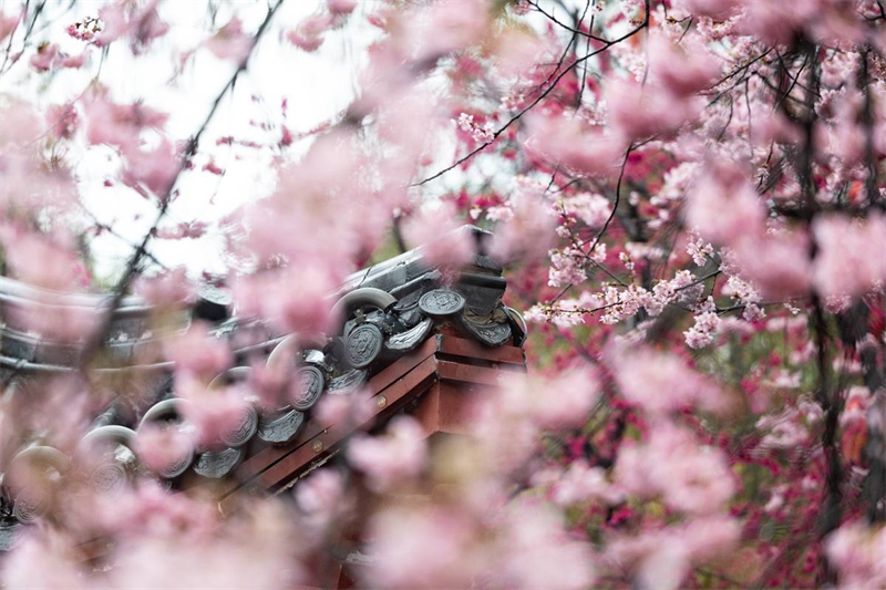 中國櫻花集體亮相 武漢東湖櫻園正式開園