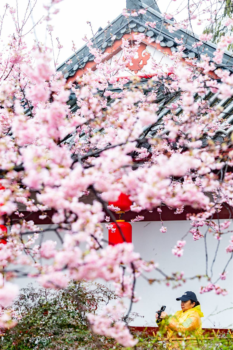 中國櫻花集體亮相 武漢東湖櫻園正式開園