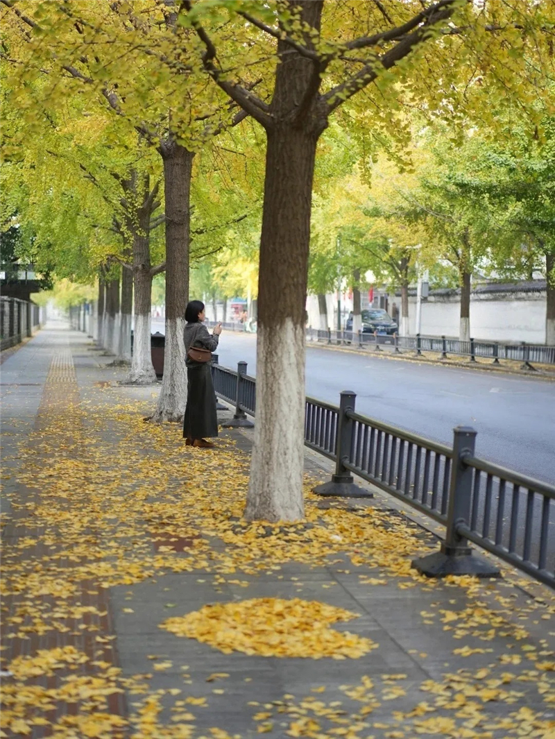 湖北多地“落葉緩掃”如約而至!2025年的秋意濃藏在這些詩意角落