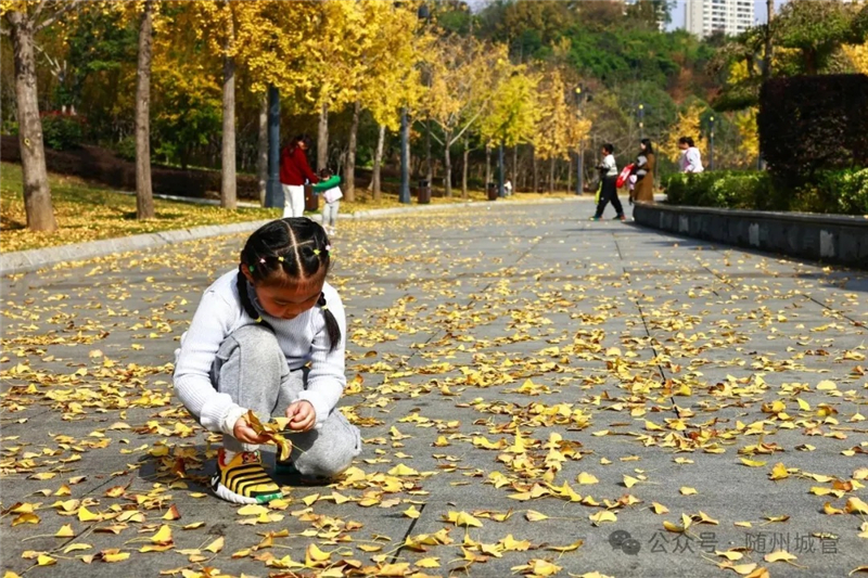 湖北多地“落葉緩掃”如約而至!2025年的秋意濃藏在這些詩意角落