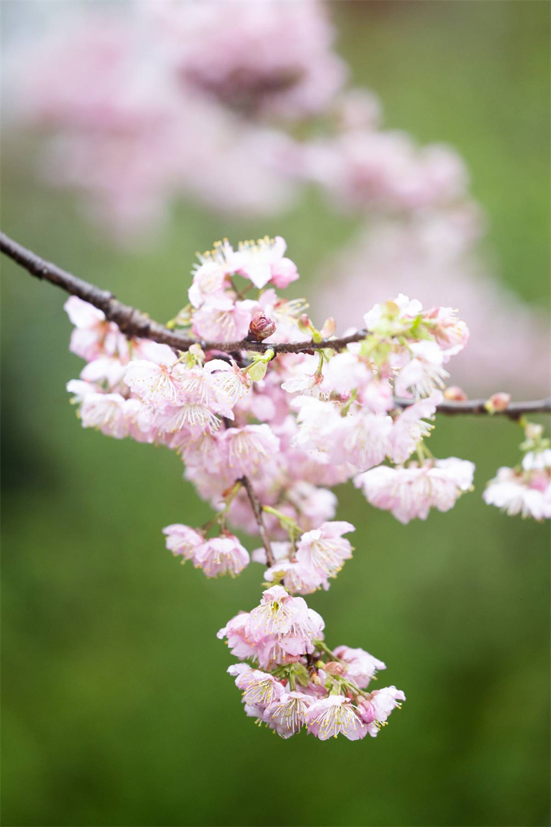 中國櫻花集體亮相 武漢東湖櫻園正式開園