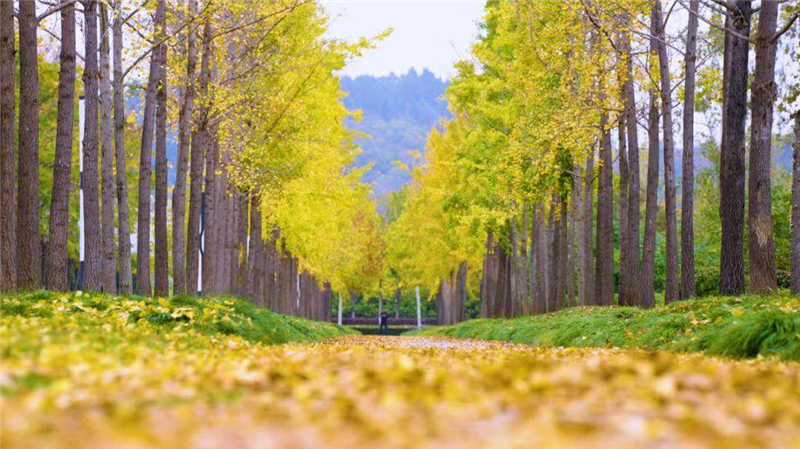 湖北多地“落葉緩掃”如約而至!2025年的秋意濃藏在這些詩意角落