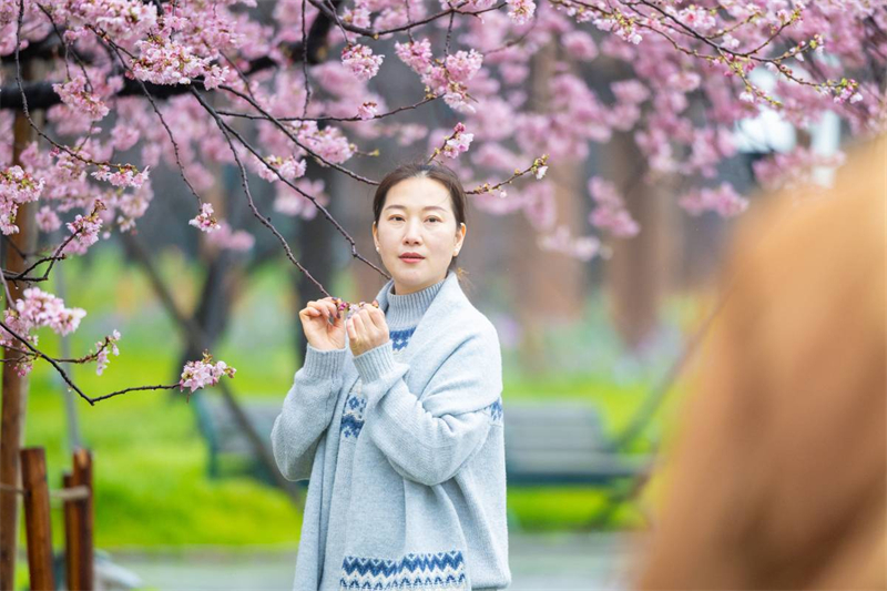 中國櫻花集體亮相 武漢東湖櫻園正式開園