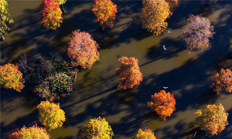 武漢漲渡湖濕地公園池杉林:“水上森林”冬景美如畫