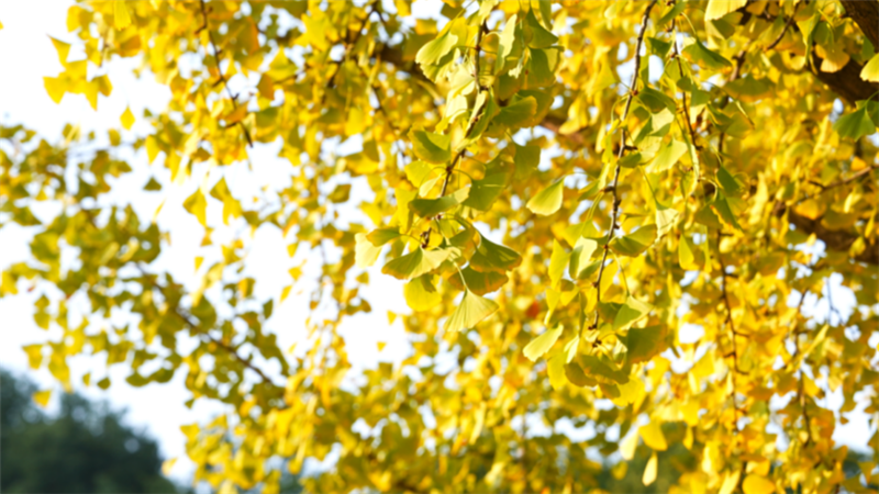 黃石秋韻:橙黃橘綠時 藏著城市的溫柔