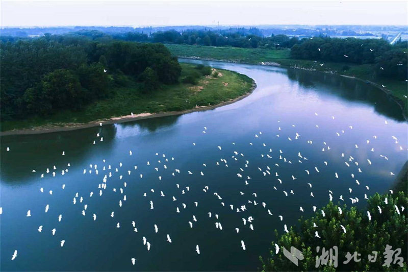 武漢都市圈將共建鳥類監測協同平臺