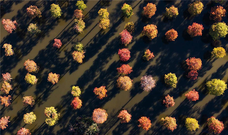 武漢漲渡湖濕地公園池杉林:“水上森林”冬景美如畫