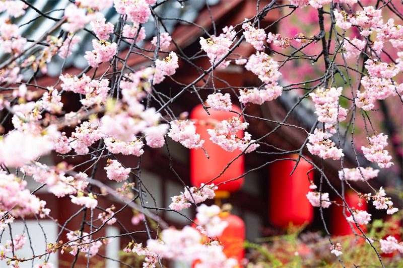 中國櫻花集體亮相 武漢東湖櫻園正式開園
