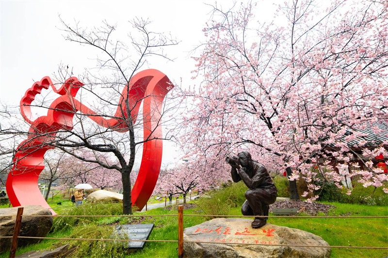 中國櫻花集體亮相 武漢東湖櫻園正式開園