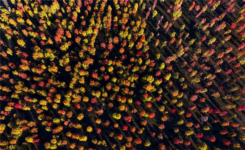 武漢漲渡湖濕地公園池杉林:“水上森林”冬景美如畫