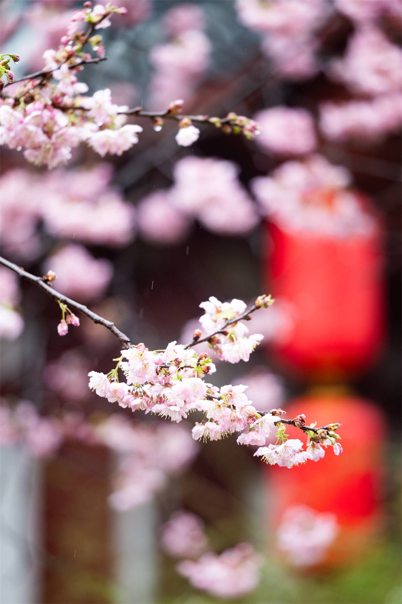 中國櫻花集體亮相 武漢東湖櫻園正式開園