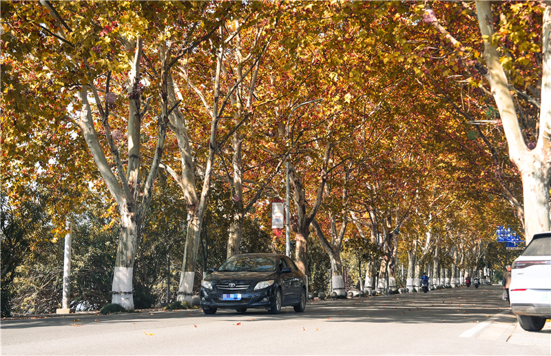 湖北多地“落葉緩掃”如約而至!2025年的秋意濃藏在這些詩意角落