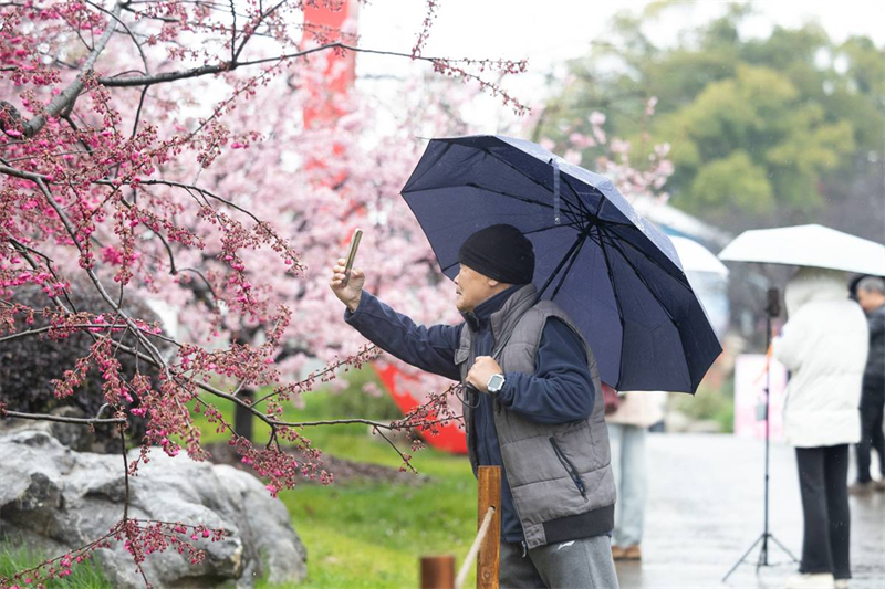 中國櫻花集體亮相 武漢東湖櫻園正式開園