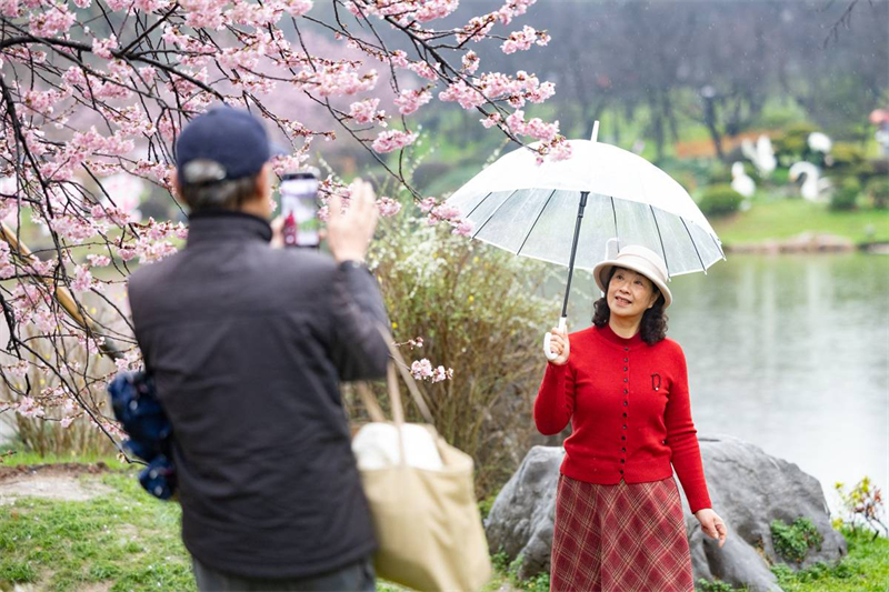中國櫻花集體亮相 武漢東湖櫻園正式開園