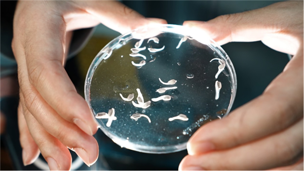 我國首批全人工繁育子三代中華鱘誕生