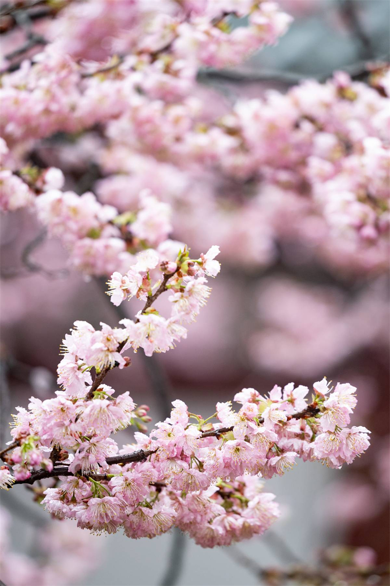 中國櫻花集體亮相 武漢東湖櫻園正式開園